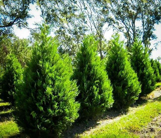 50 Leyland Cypress Trees - 8-14" Tall Seedlings - Live Plants - 2.5" Pots - The Nursery Center
