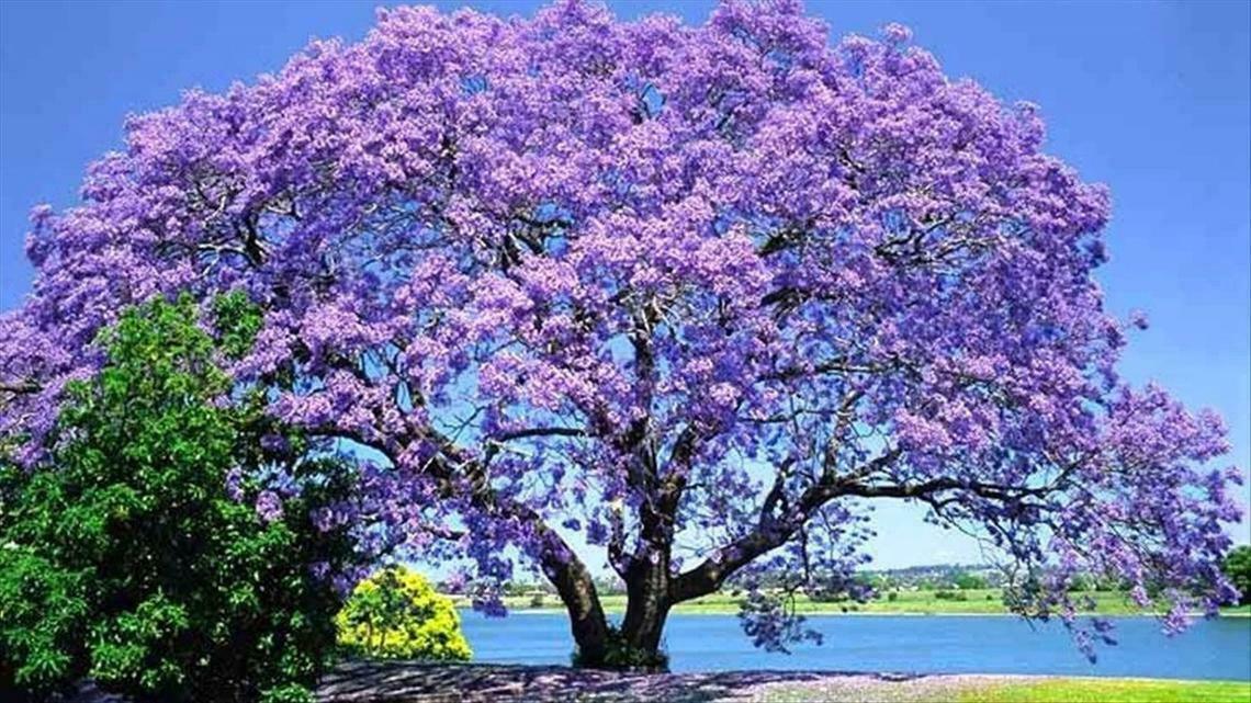 Jacaranda Tree - Live Plant - 3-5" Tall - Ships Potted - Mimosifolia - Purple/Blue - The Nursery Center