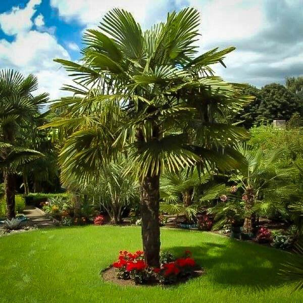 5 Windmill Palm Tree Seedlings + 10 Windmill Palm Seeds - Trachycarpus fortunei - The Nursery Center