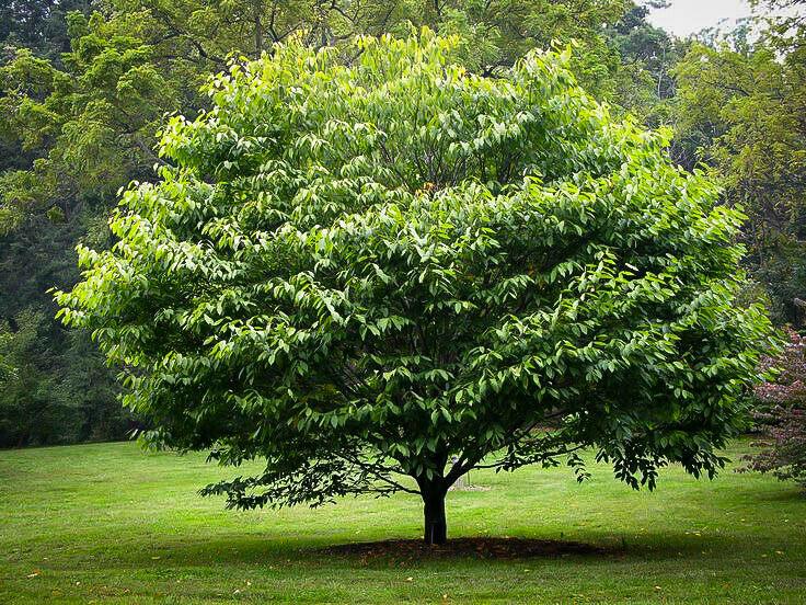 American Hornbeam Tree - 12-15" Tall Seedling - Live Plant - 4" Pot - Carpinus caroliniana - The Nursery Center