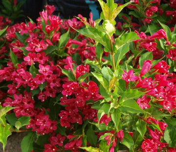 2 Ruby Red Weigela Shrubs - Live Potted Plants - 6-12