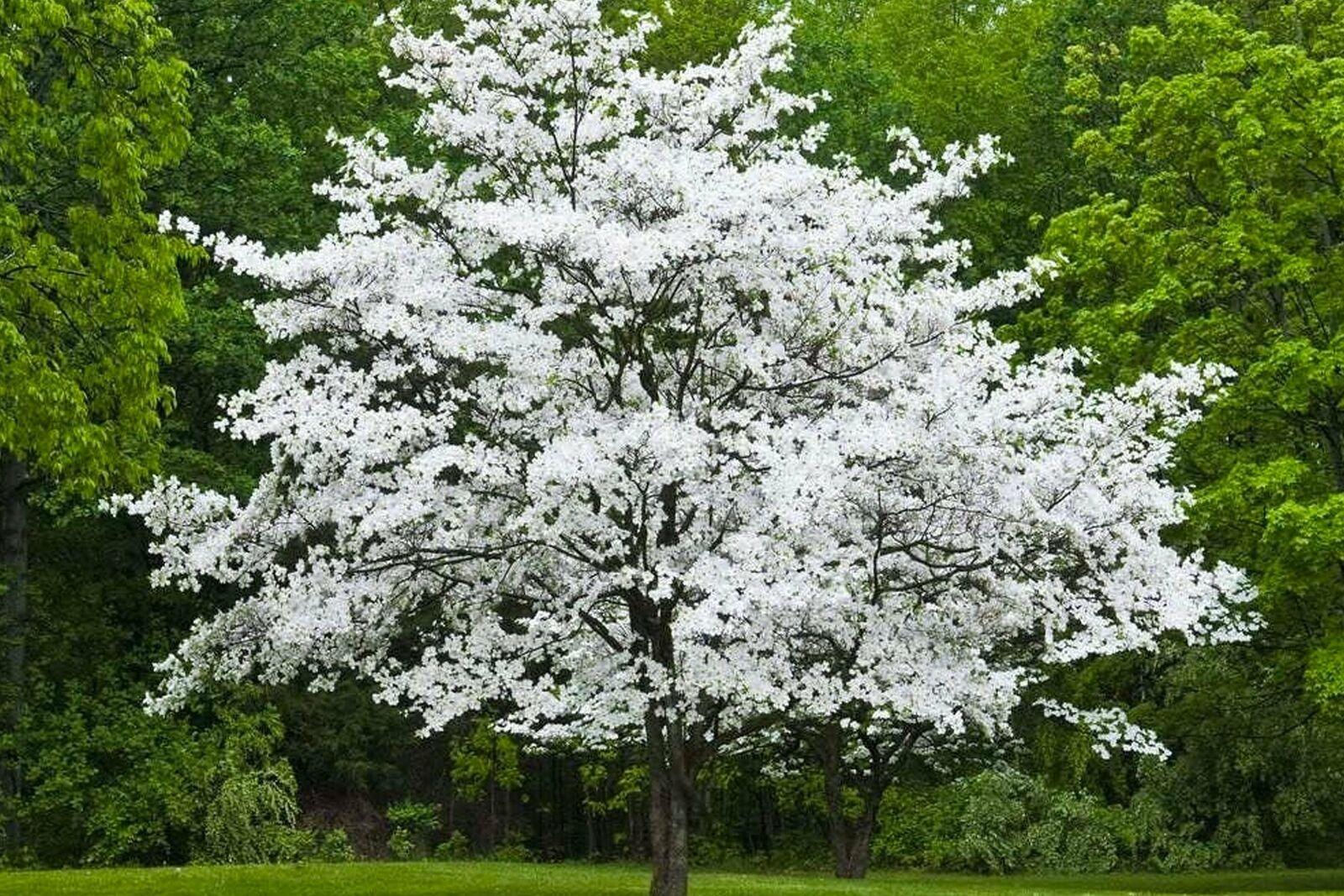 White Flowering Dogwood Tree - 24-36" Tall Live Bareroot Plant - Cornus florida - The Nursery Center