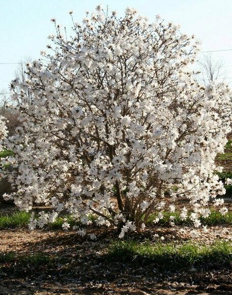 Star Magnolia Shrub/Tree - Live Plant - 6-12" Tall - 3" Pot - Magnolia stellata - The Nursery Center
