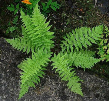 10 Lady Fern Roots/Root Systems - Common Ladyfern Plants - Athyrium filix-femina
