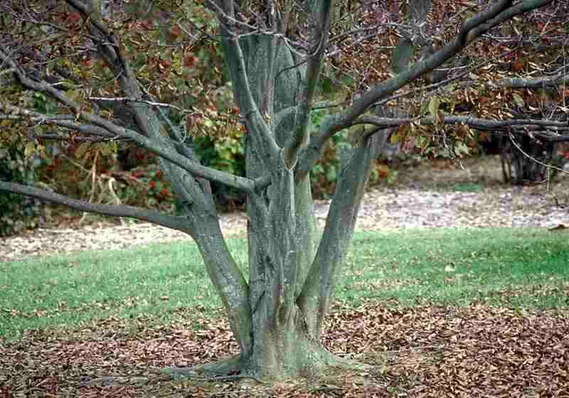 American Hornbeam Tree - 12-15" Tall Seedling - Live Plant - 4" Pot - Carpinus caroliniana - The Nursery Center