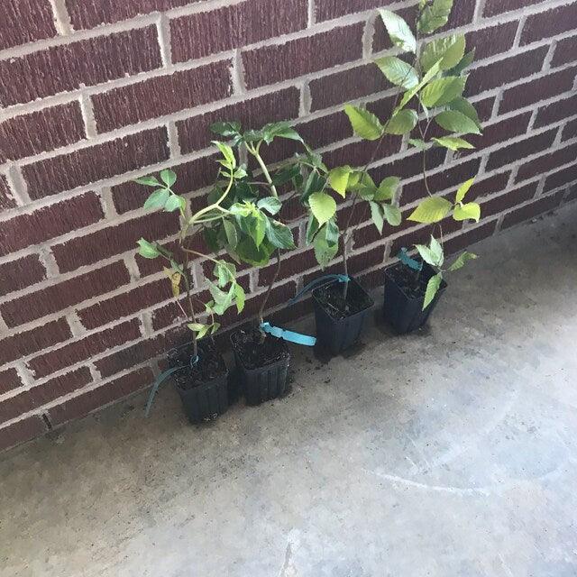 American Hornbeam Tree - 12-15" Tall Seedling - Live Plant - 4" Pot - Carpinus caroliniana - The Nursery Center