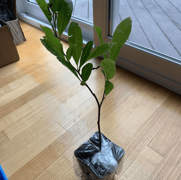 2 Star Magnolia Shrub/Trees - 6-12