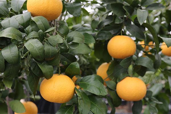 Citrus Tree Guide: Best Time to Plant Citrus Trees - The Nursery Center