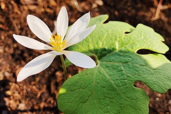 How to Grow Bloodroot Flower (Sanguinaria canadensis), explained - The Nursery Center