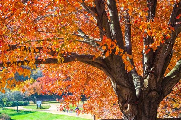 How to Plant and Care for Maple Trees, explained - The Nursery Center