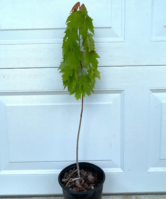 Silver Maple Tree - 12-18