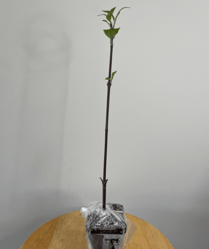 2 Pecan Trees - 6-12" Tall Live Plants - 4" Pots - Carya illinoinensis - The Nursery Center