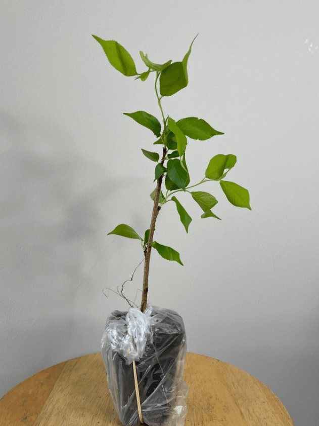 Autumnalis Flowering Cherry Tree - 6-12" Tall Live Plant - 2.5" Pot - The Nursery Center
