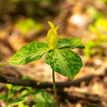 5 Yellow Trillium Root Systems/Bulbs, Wildflower - Yellow Wake Robin - T. luteum