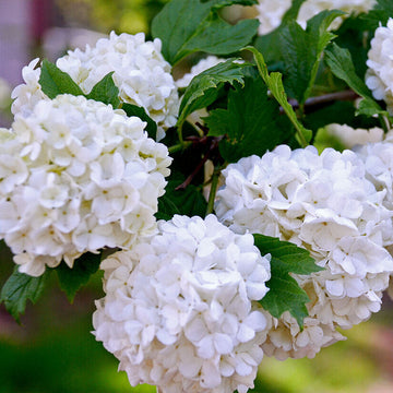 PG (Pee Gee) Hydrangea Shrub/Bush - 12