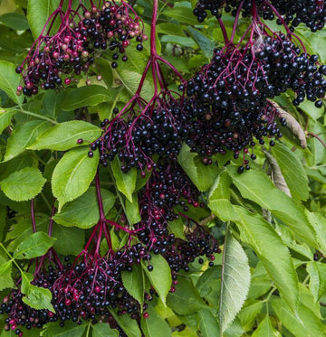 American Elderberry Shrub - 24-36