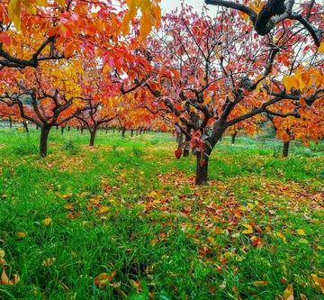 American Persimmon Tree - 18-24