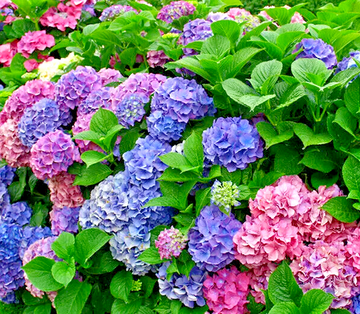 Merritts Supreme Hydrangea Shrub/Bush, 6-12