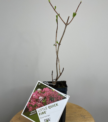 2 Little Quick Fire Panicle Hydrangea Petite Dwarf Shrubs, 6-12