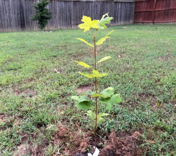 Sun Valley Red Maple Tree - 12-24