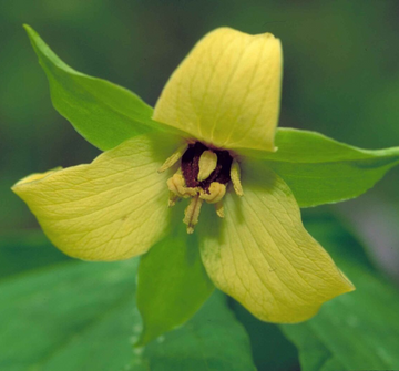 10 Yellow Trillium Root Systems/Bulbs, Wildflower, Yellow Wake Robin - T. luteum