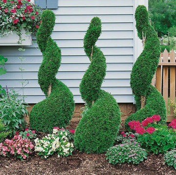 50 Emerald Green Arborvitae Trees/Shrubs - 6-12