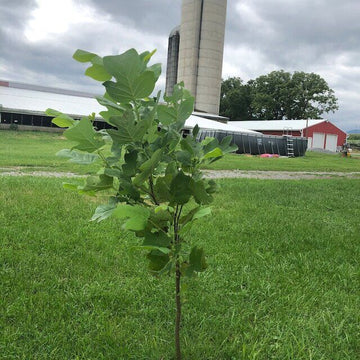 2 River Birch Single Stem Trees - Live Potted Plants - 12-18