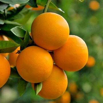 Valencia Orange Tree - 26-30