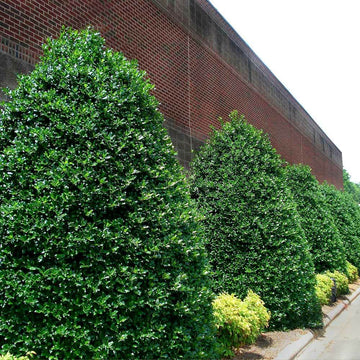 10 Nellie R. Stevens Holly Shrubs/Trees - 8-12