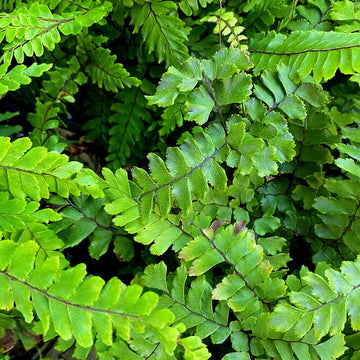 20 Maidenhair Spleenwort Fern Rhizomes/Roots, Live Plants, Asplenium trichomanes