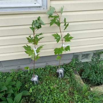 2 Autumn Blaze Maple Trees - 12-24