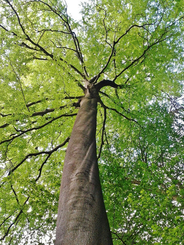 2 American Beech Trees - 6-12