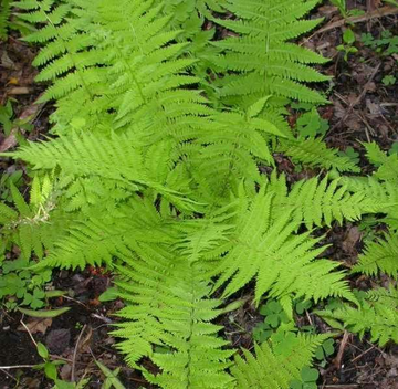 20 Hay Scented Fern Clumps of 10-12 Rhizomes - Dennstaedtia punctilobula