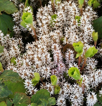 5 Allegheny Spurge Herb Roots, Mountain Spurge, Buxaceae, Pachysandra procumbens