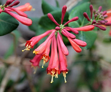 Major Wheeler Coral Honeysuckle Vine - Cardinal Red - 12-36