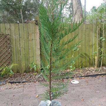 Leyland Cypress Tree - Live Plant - 24