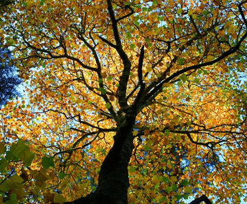 Tulip Poplar Tree - 18-24