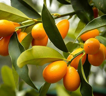 Nagami Kumquat Tree - 24