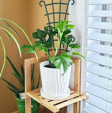 Monstera Minima/Ginny - Rhaphidophora Tetrasperma - 4'' Pot - Live Indoor Plant