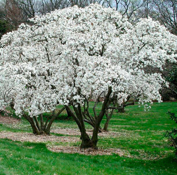 2 Star Magnolia Shrubs/Trees - 6-12