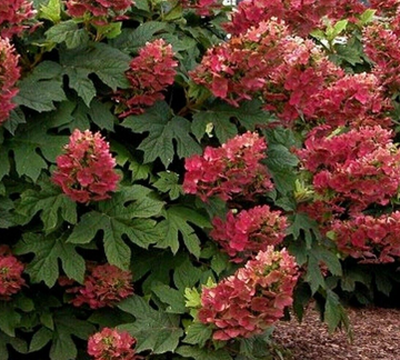 Ruby Slippers Oakleaf Hydrangea Shrub/Bush - 6-8