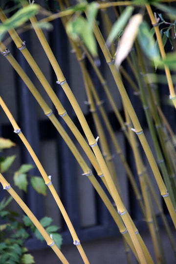 David Bisset Bamboo - 1 Gallon Size Live Plant, Hardy - (Phyllostachys Bissetii)