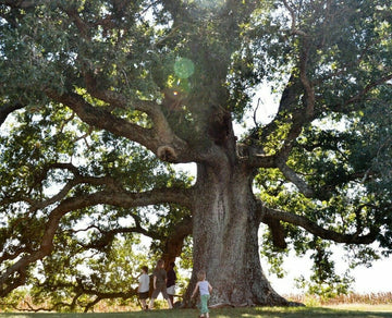 White Oak Tree - 12-18