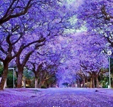 Jacaranda Tree - 5-10