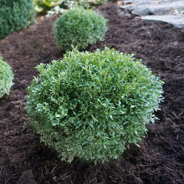 Franklin's Gem Boxwood Shrub/Bush - Live Plant - 3-8