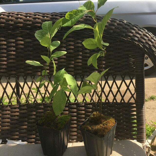 【美品】The Bush 5'4\