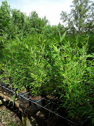 David Bisset Bamboo - 1 Gallon Size Live Plant, Hardy - (Phyllostachys Bissetii)