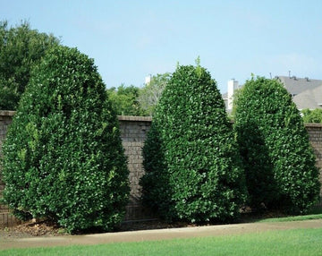 3 Nellie R Stevens Holly Hedges/Shrubs/Trees - 8-12