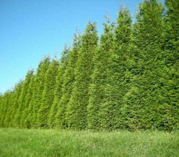 Thuja Green Giant Arborvitae Tree - Live Plant - 24-36