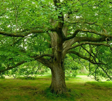 Black Walnut Tree - 18-24